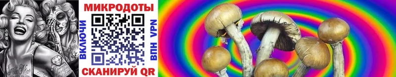 Купить  Пятигорск  Галлюциногенные грибы Psilocybine cubensis 